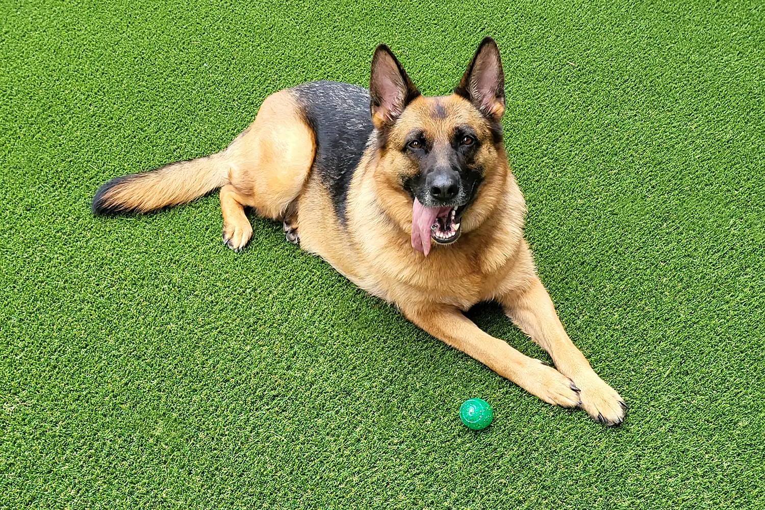 dog laying on artificial grass lawn